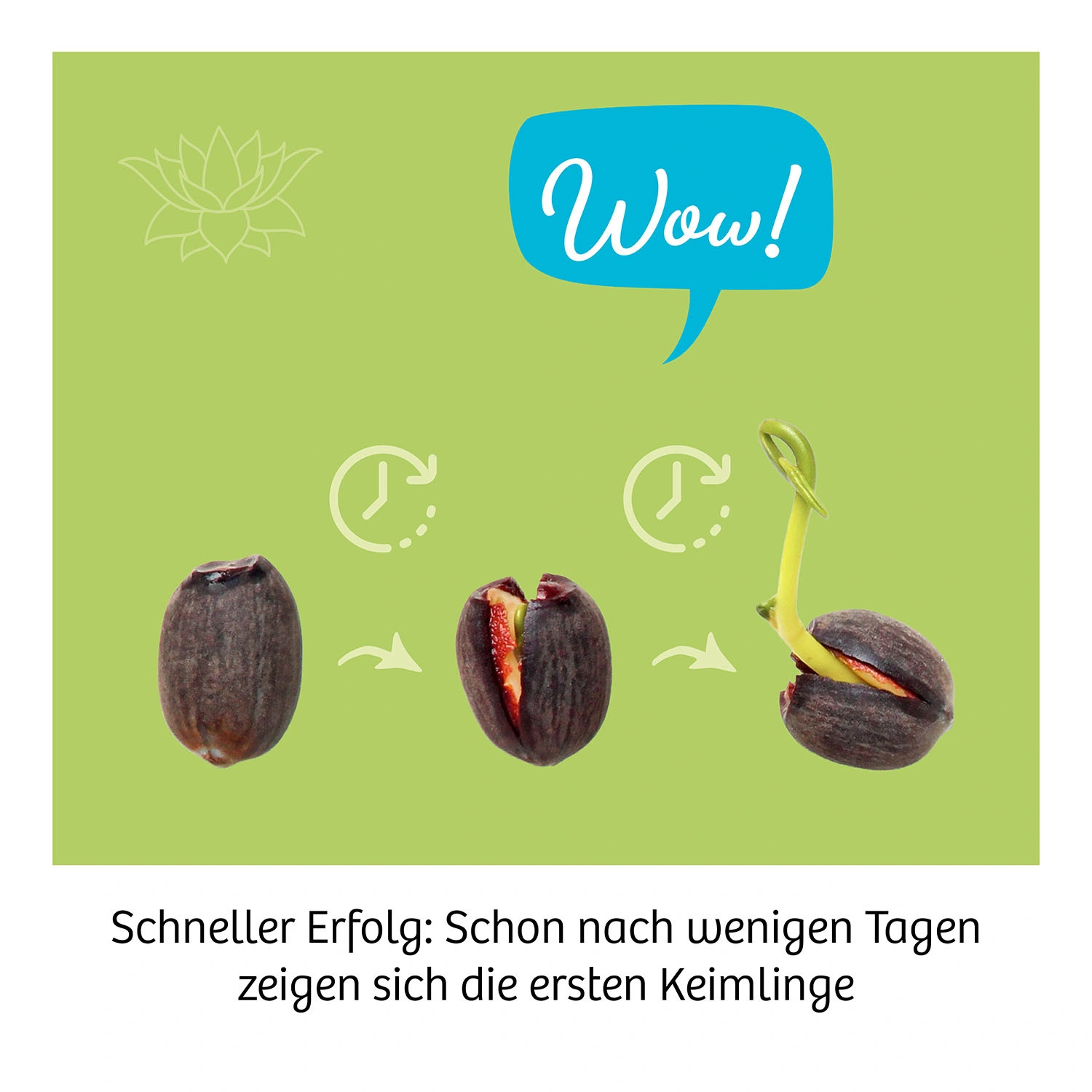 Experimentier-Set LOTUSBLUME