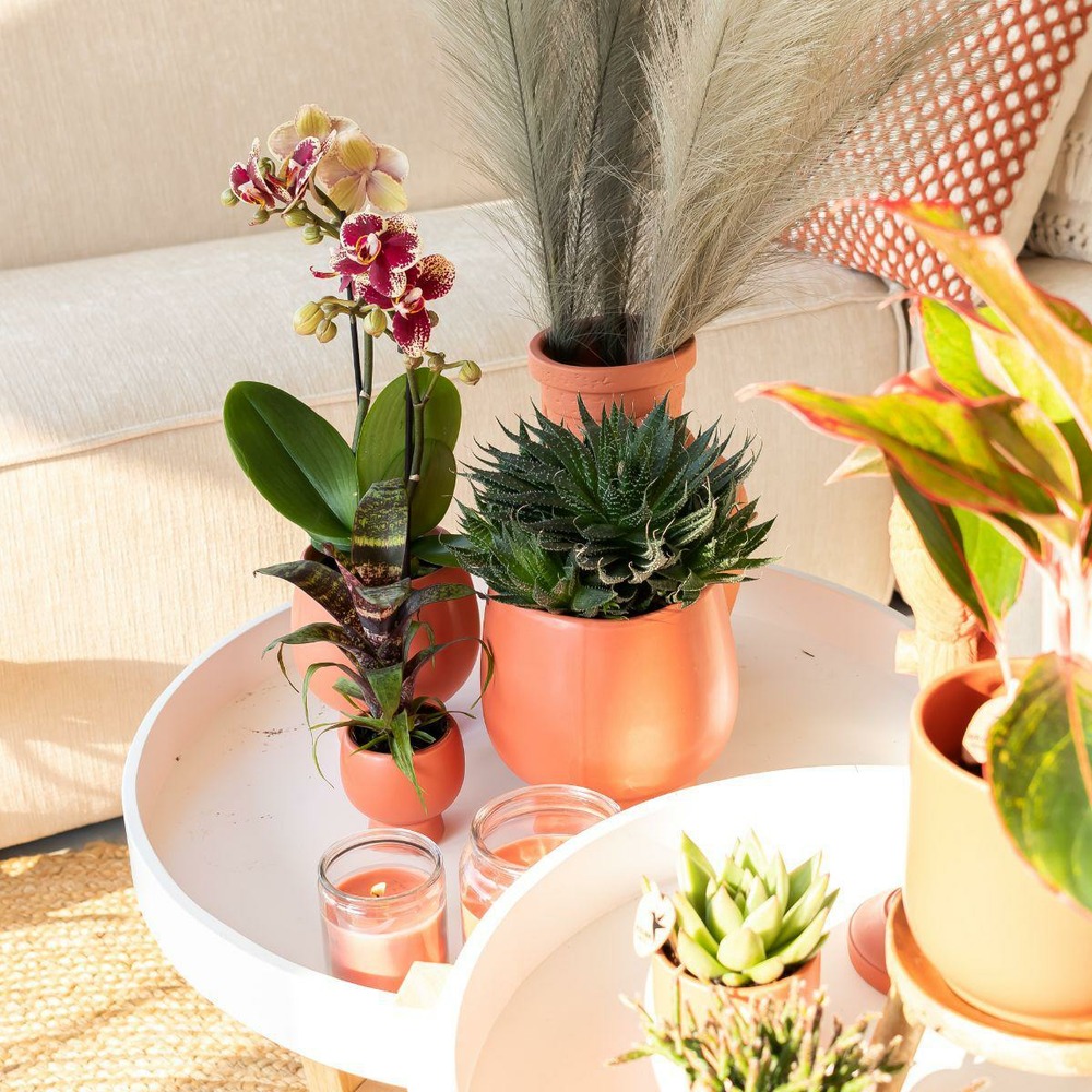 Plante d'intérieur - duo orchidée et rhipsalis 35cm