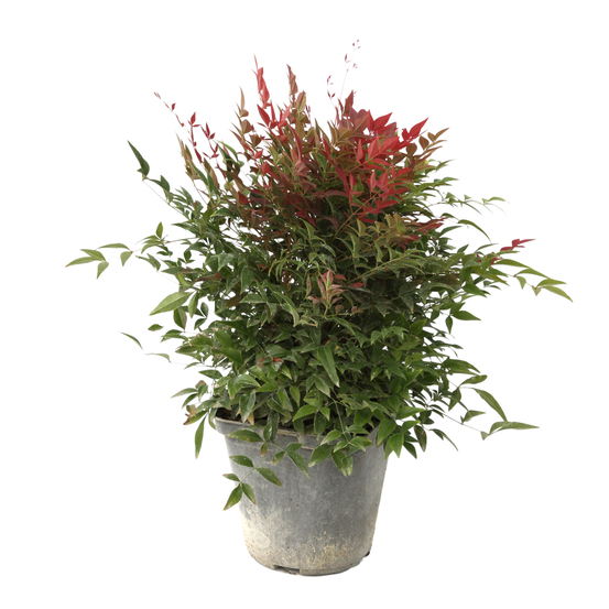 Nandina 'Obsessed ® Seika': ctr 4 litres