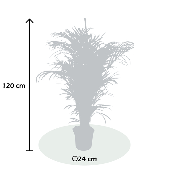 Palmier, Areca Dypsis - pot D.24 cm