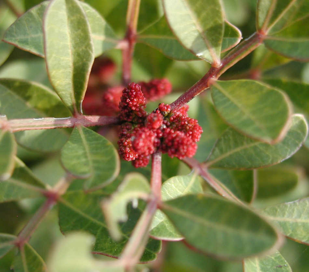 Pistacia lentiscus adulte (pistachier lentisque, arbre à mastic) vert - taille pot de 180l 150/175cm