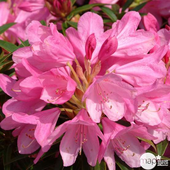 Rhododendron x 'Graziella':H 40/50 cm conteneur 7 litres