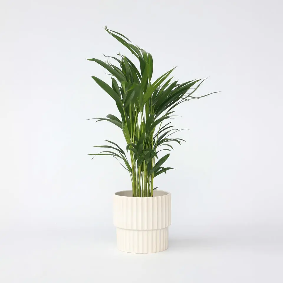 Areca goudpalm - Dypsis lutescens - Hoogte 60-70cm - ⌀17cm
