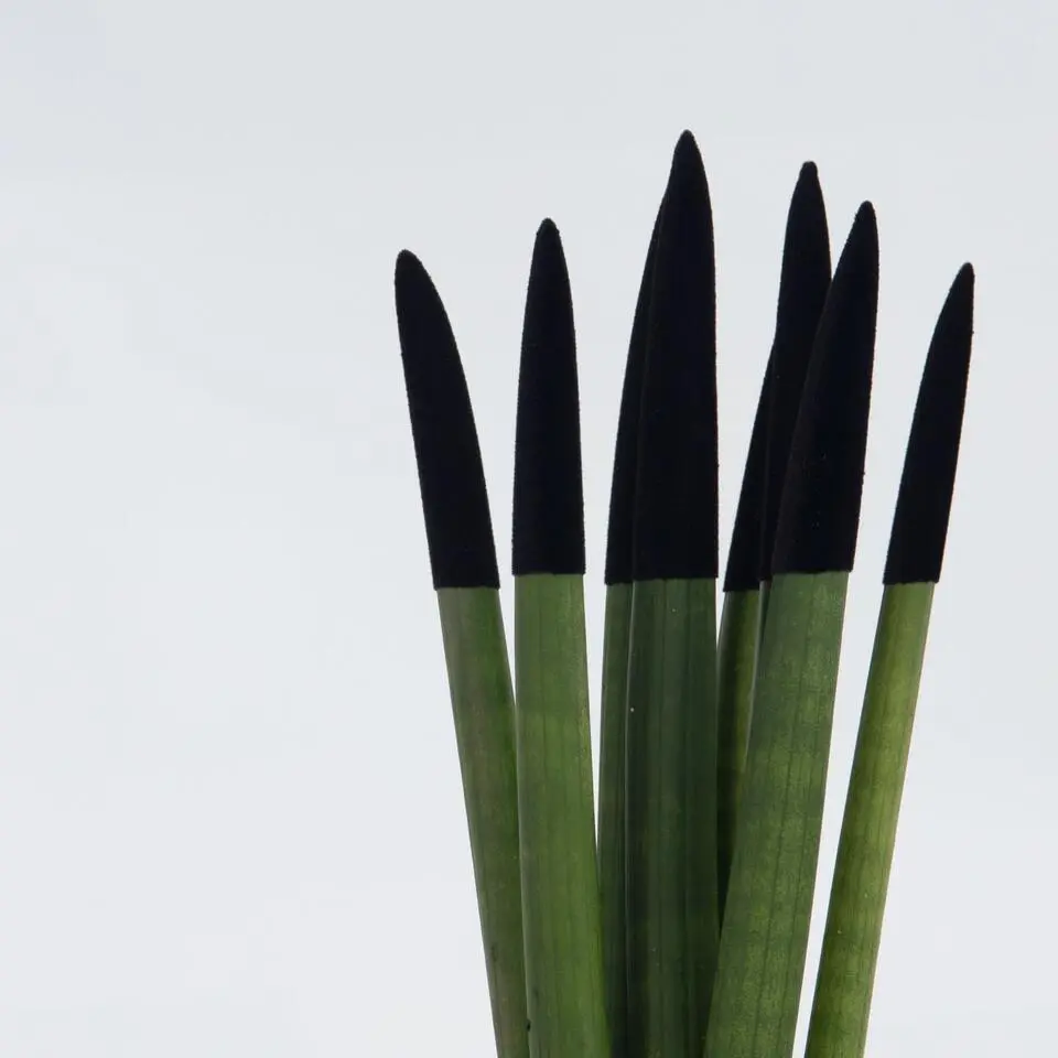 Afrikaanse Speerplant - Sansevieria cylindrica - Hoogte 20-40cm - Pot 9cm