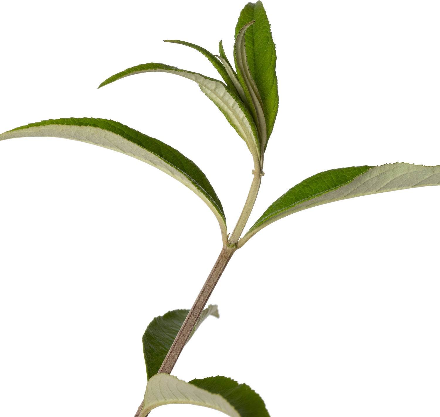Vlinderstruik (Buddleja davidii 'Black Knight') D 23 H 25 cm