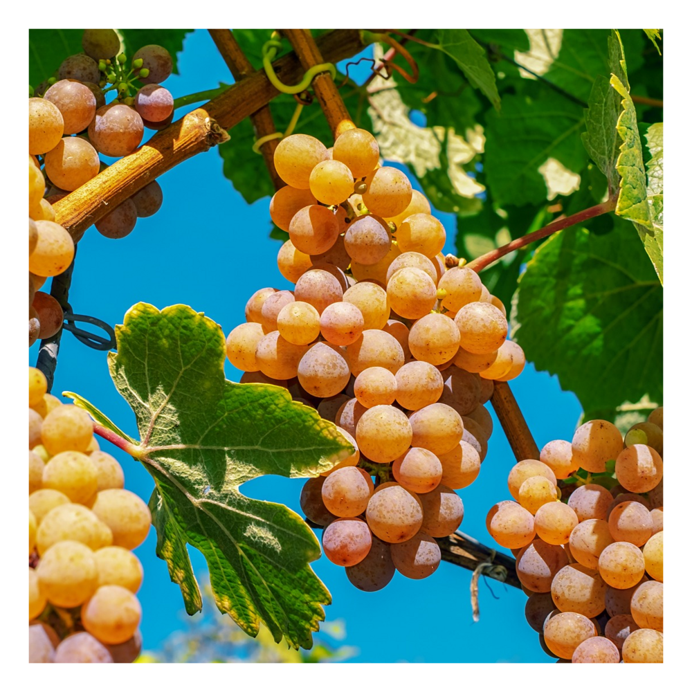 Vigne fraise noah/vitis labrusca x vinifera noah[-]godet - 5/20 cm