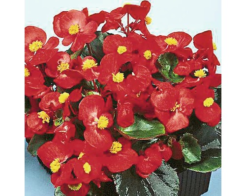IJsbegonia Begonia semperflorens Ø 9 cm pot