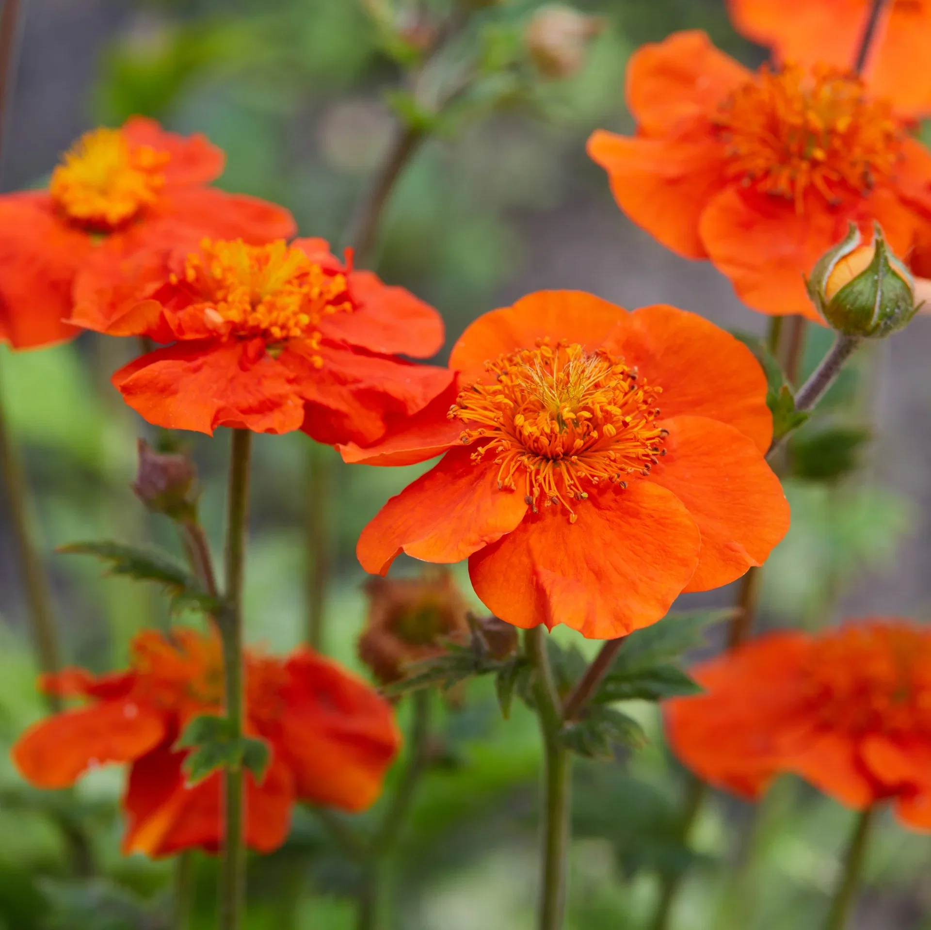 Geum SCARLET TEMPEST Humleblom SCARLET TEMPEST Ø19 cm