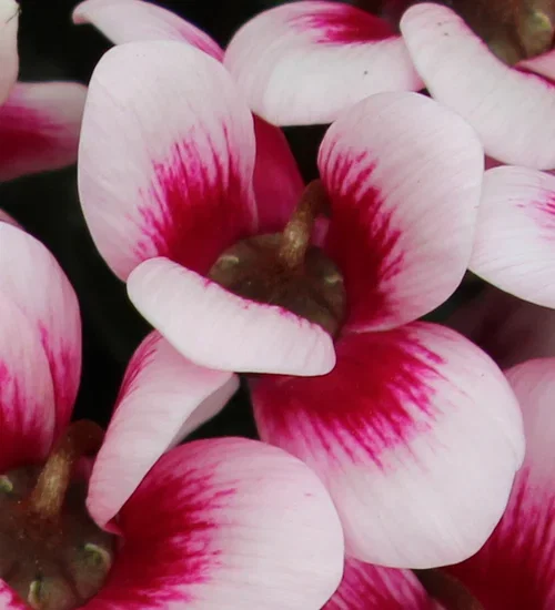 Cyclamen 'Goblet Shine Wine Red' 10,5 cm Alpefiol 'Goblet Shine Wine Red' Ø10,5 cm