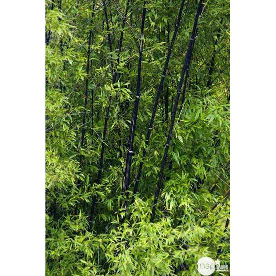 Bambou moyen phyllostachys nigra: pot de 70 litres