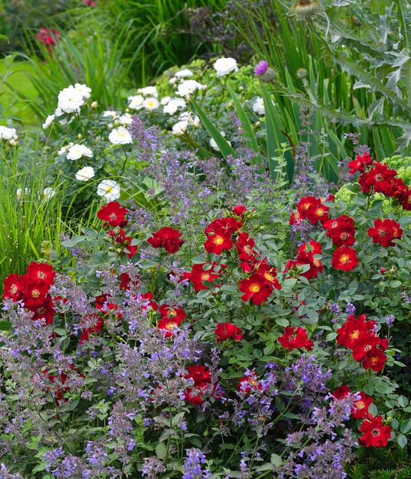 Rosen-Set Insektenfreundlich, 3-teilig