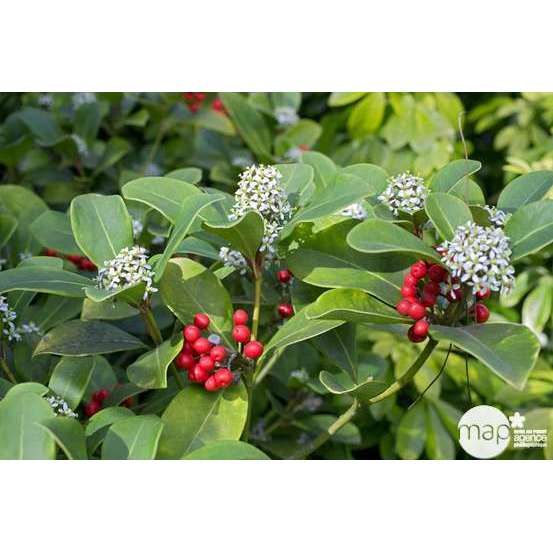 Skimmia japonica ' Rubella ' : H 40/50 cm conteneur 5 litres