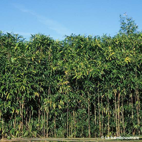Bambou moyen pseudosasa japonica 40/80 cm: pot de 3 litres