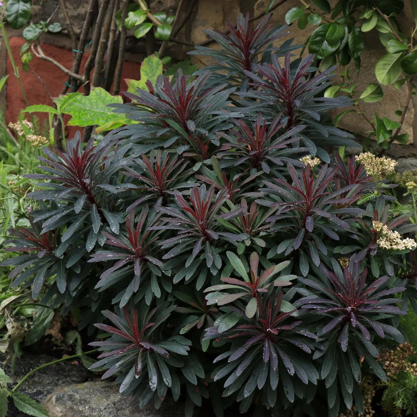 Euphorbia MINERS MERLOT ('KMMM024') Vortemelk MINERS MERLOT 19cm Ø19 cm