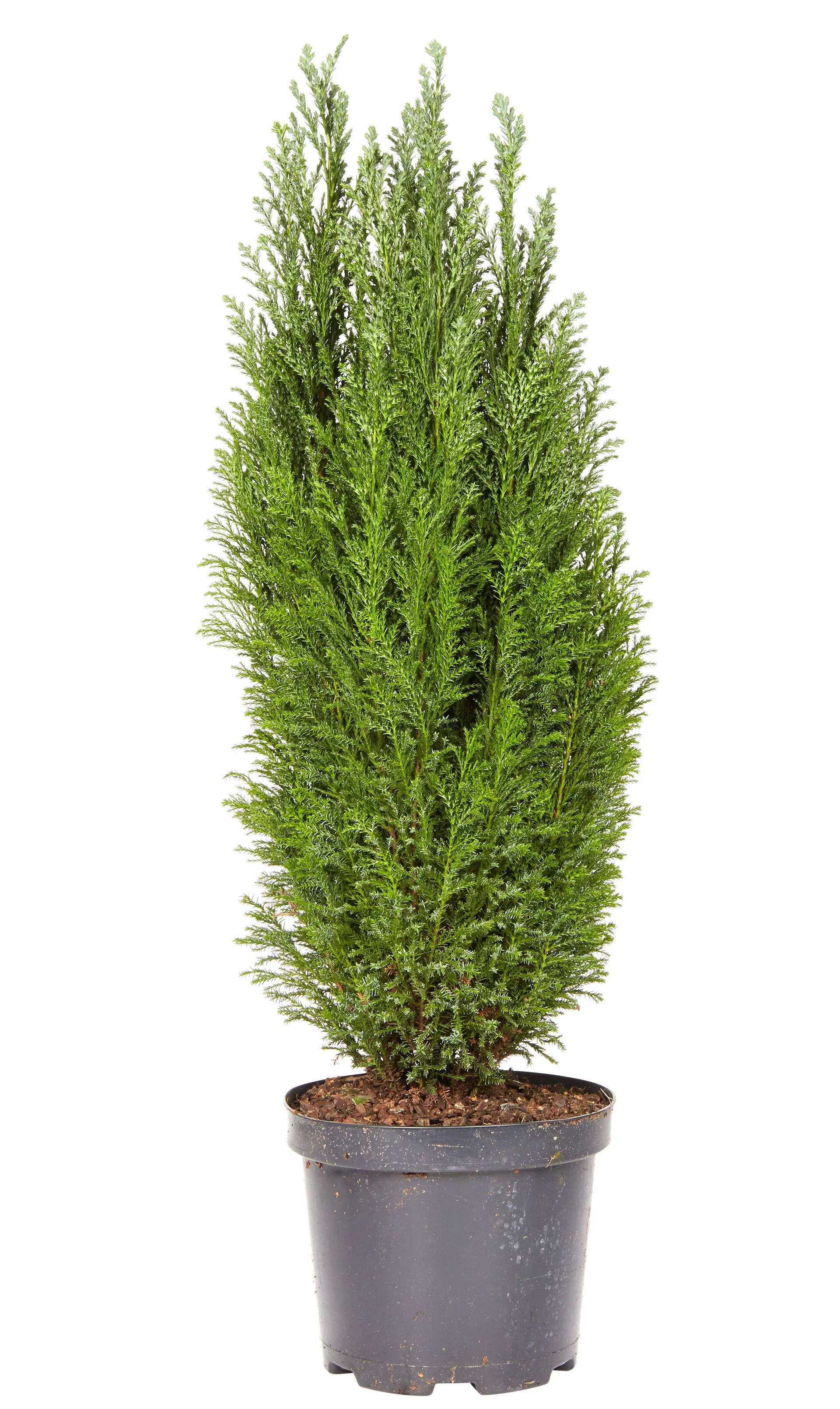 Chamaecyparis lawsoniana 'Ellwoodii' Lawsonsypress 'Ellwoodii' Høyde 60 cm