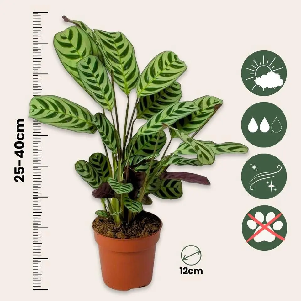 Gebedsplant - Set van 2 - Ctenanthe 'burle-marxii' - Hoogte 25-40cm - ⌀12cm