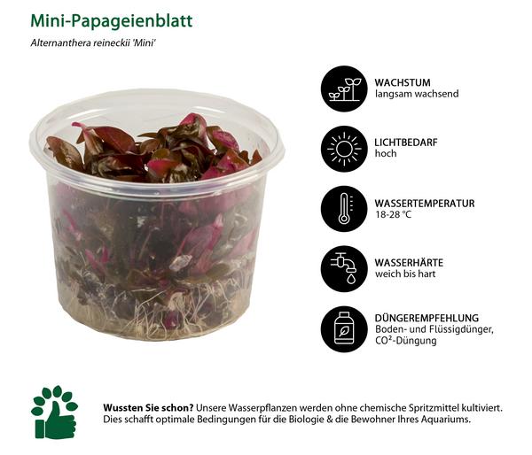 Dehner Aqua Premium Mini-Papageienblatt In