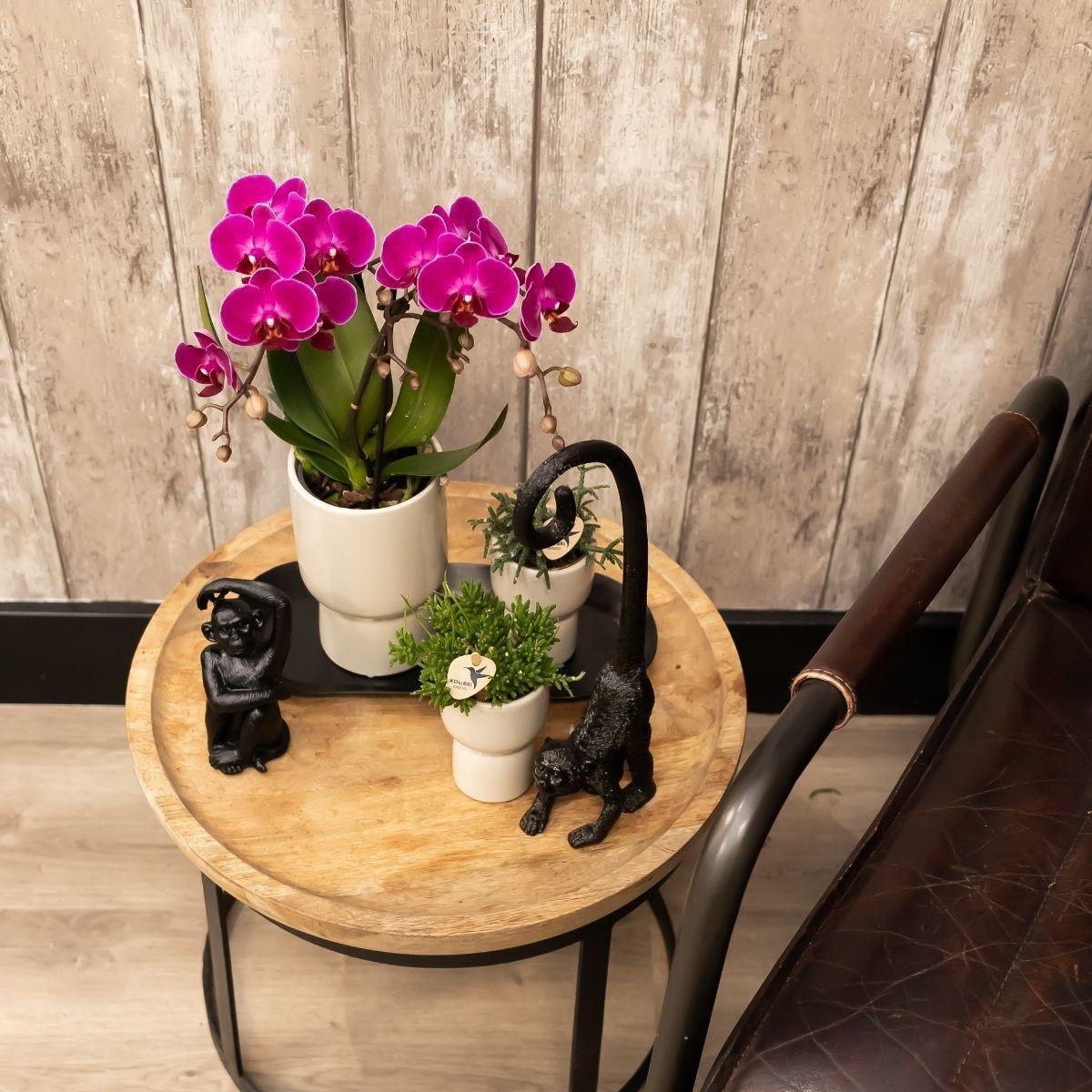 Plante d'intérieur - orchidée violette et son cache-pot gris - h40cm, ø9cm - plante d'intérieur 35cm