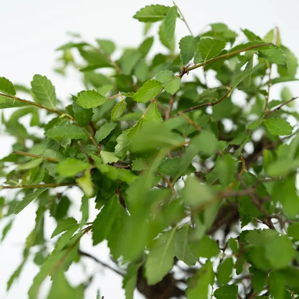 Bonsai met Buddha - Bonsai - Hoogte 25-35cm - ⌀29cm