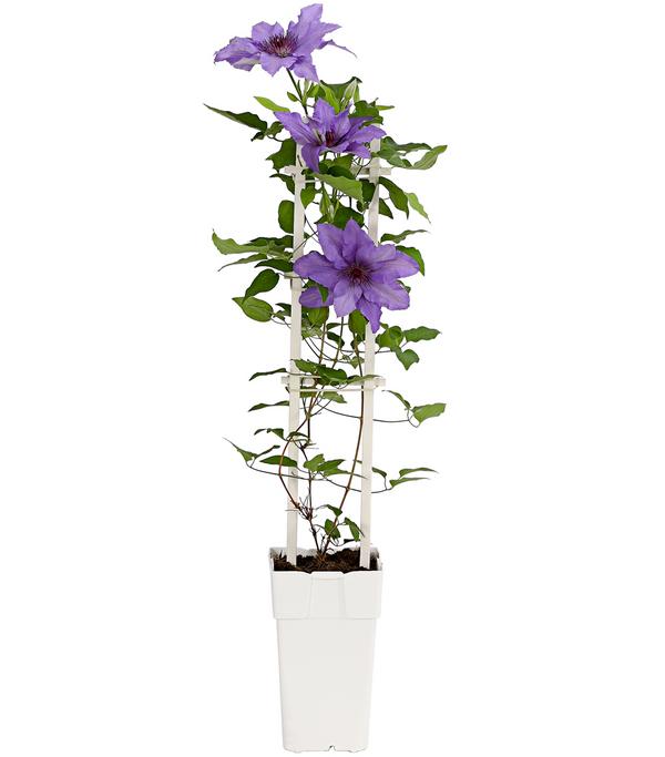 Waldrebe - Clematis, Spalier