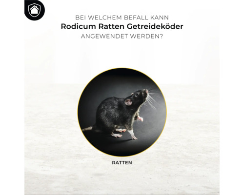 Rattenlokdoos graanlokdoos Protect Home Rodicum 400 g voor gebruik in lokdozen