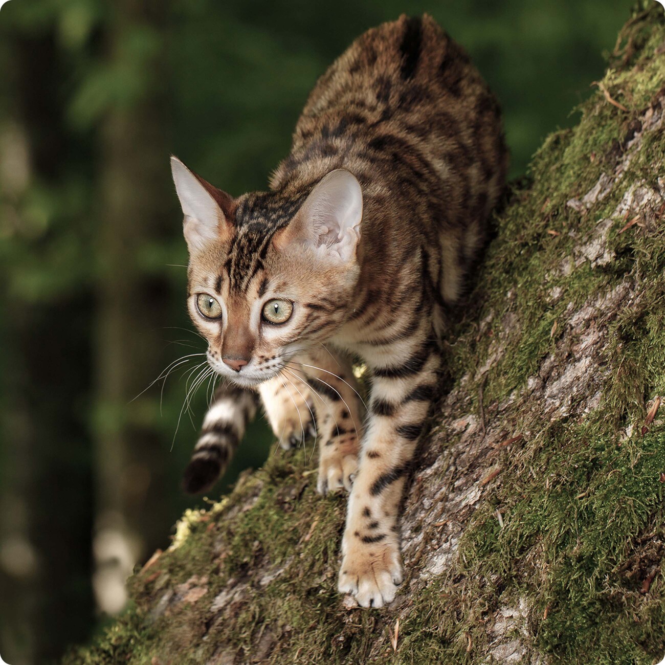 REAL NATURE WILDERNESS Adult Mischfütterung-Set 2tlg.