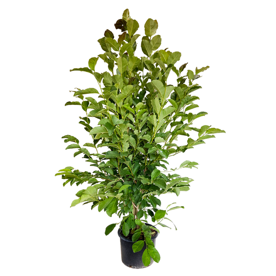 Magnolia : H.100/125cm, conteneur 20L