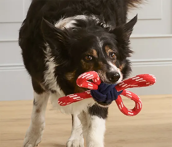 Hunde-Spielzeug, Tau