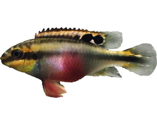 Vis paarse baars - Pelvicachromis pulcher
