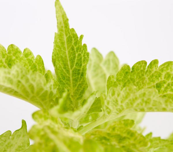 Buntnessel - Solenostemon scutellarioides,