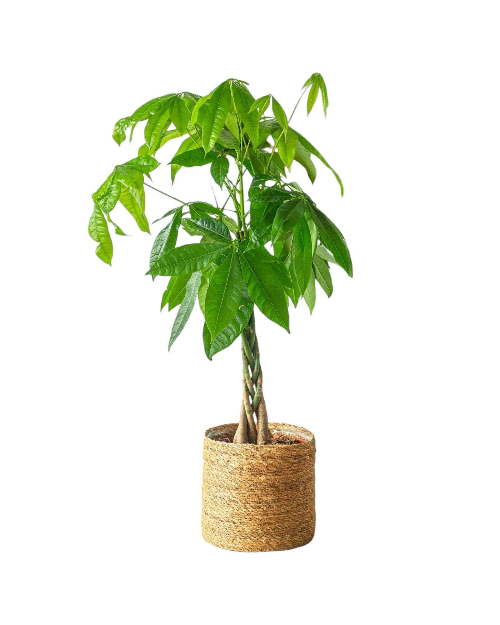 Plante d'intérieur - grand pachira 90.0cm