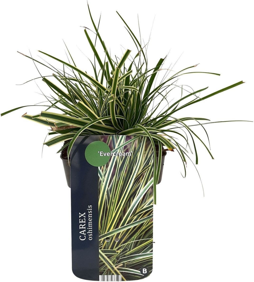 Zegge (Carex oshimensis 'Evercream') D 23 H 40 cm