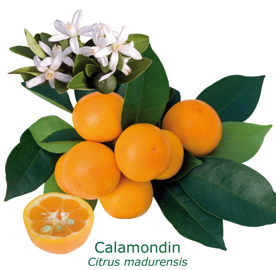 Calamondin bio 