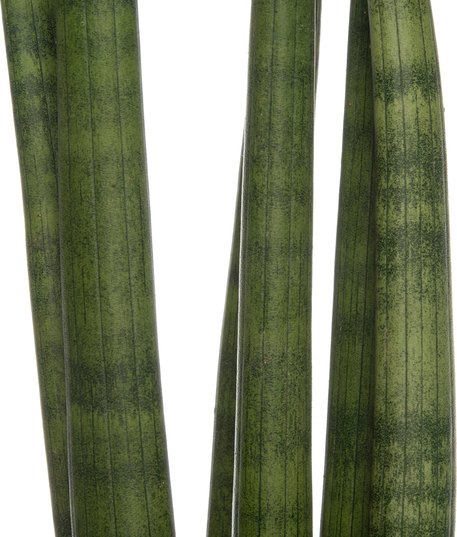Vrouwentong (Sansevieria cylindrica 'Straight') D 10 H 30 cm