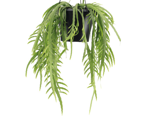 Bladcactus hangmand FloraSelf Lepismium bolivianum in een bloemenmand als set, hoogte inclusief pot 20-30 cm Ø 17 cm pot