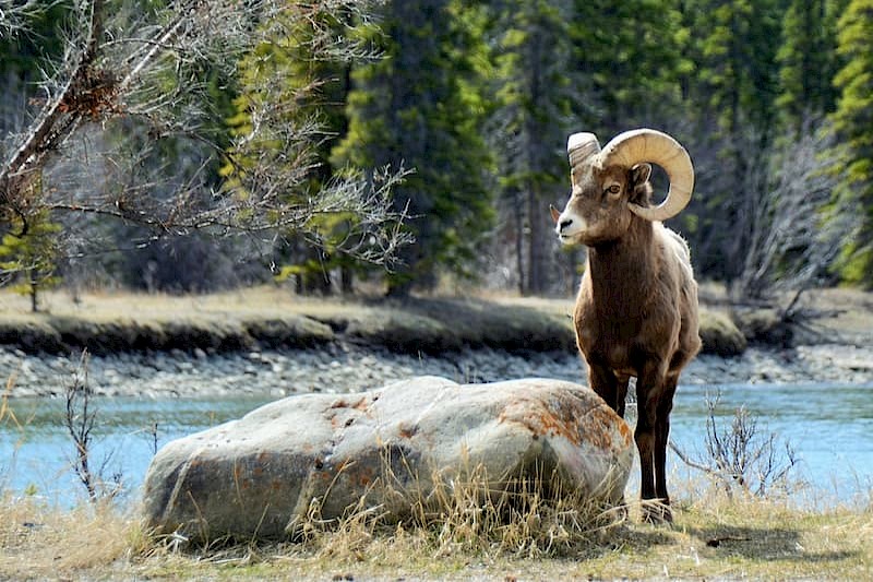 14-daagse individuele camperrondreis Canada