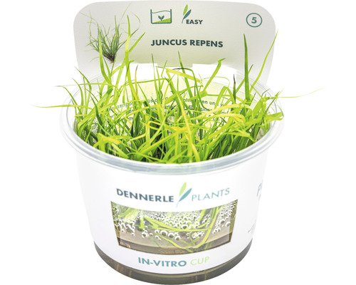 Grasachtige bies - Juncus repens In-Vitro