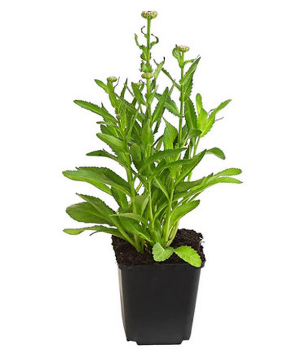 Bio Zwerg-Margerite 'Dwarf Snow Lady'