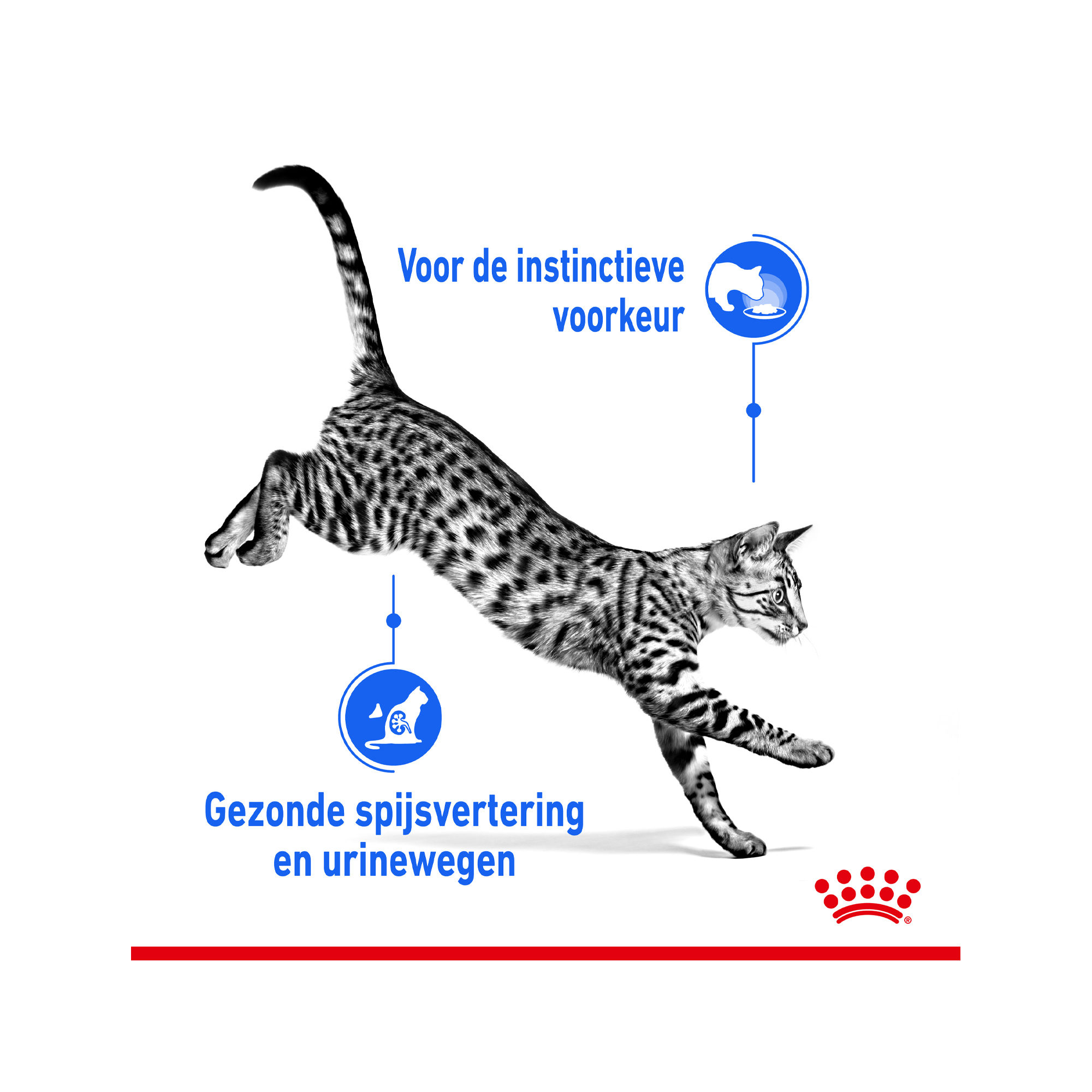 Royal Canin Sterilised Indoor in Gravy - Kattenvoer