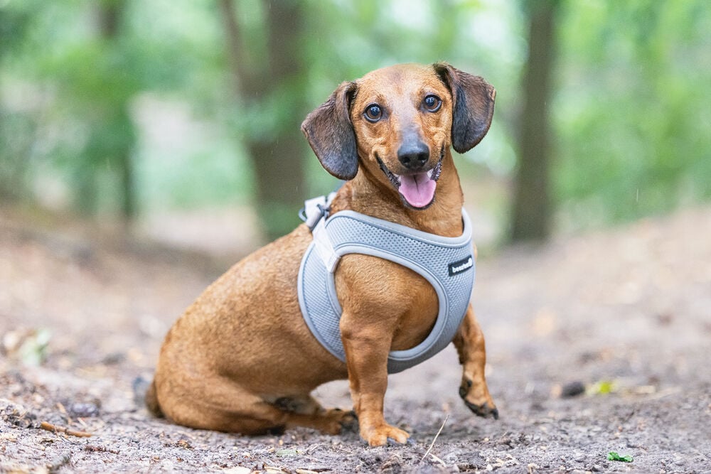 Beeztees Parinca Instaptuig - Hondentuig - grijs - 30 tot 35 cm