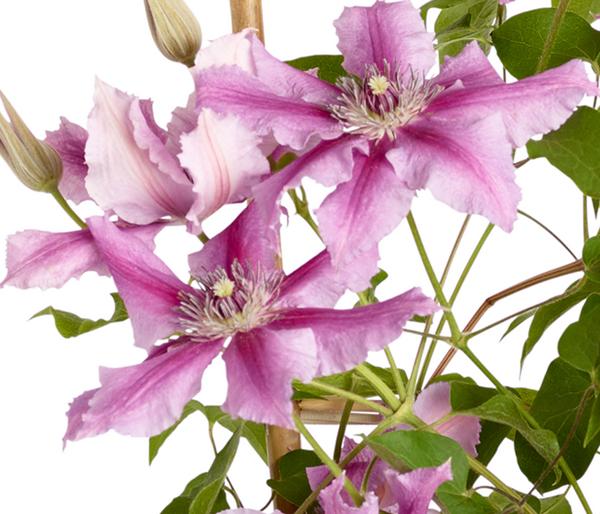 Waldrebe - Clematis