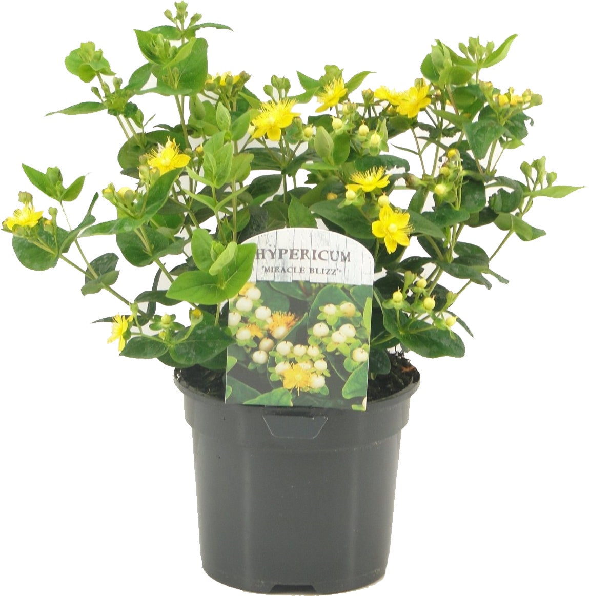 Hertshooi (Hypericum 'Miracle Blizz') D 17 H 25 cm