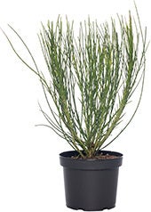 Brem (Cytisus scoparius 'Andreanus Splendens') D 21 H 40 cm