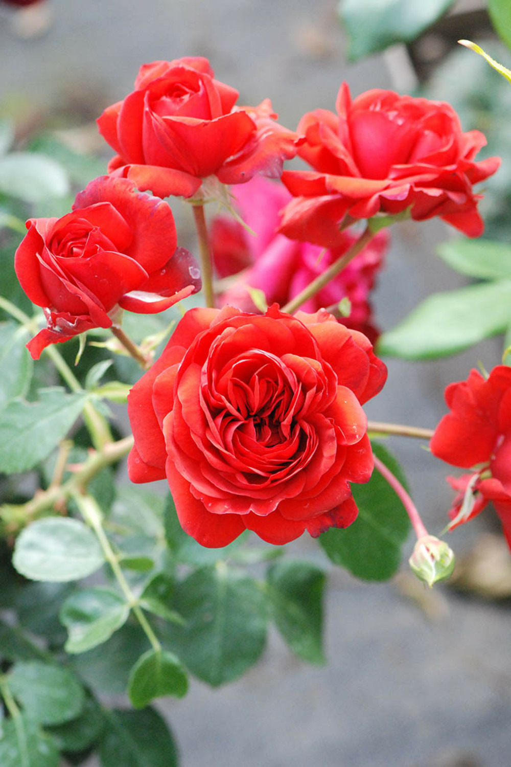 Rosier meilland 'scarlet bonica' ? - 5l