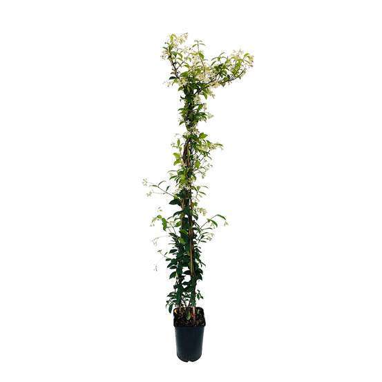 Trachelospermum Jasminoïdes : ctr 6L