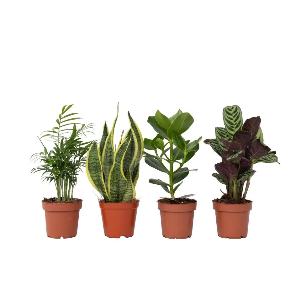 Gemakkelijke kamerplanten - Set van 4 - Hoogte 25-40cm - ⌀12cm