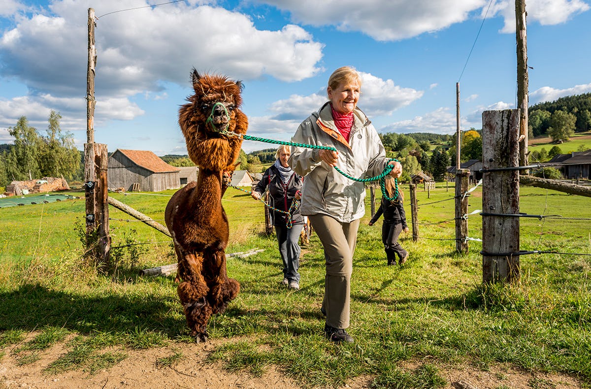 Alpaka Wanderung Niederösterreich