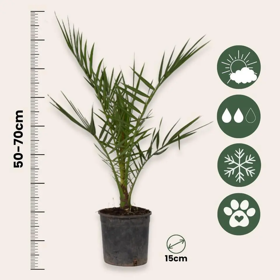 Tuinpalmen met plantenvoeding - Set van 6 - Hoogte 50-70cm - ⌀15cm