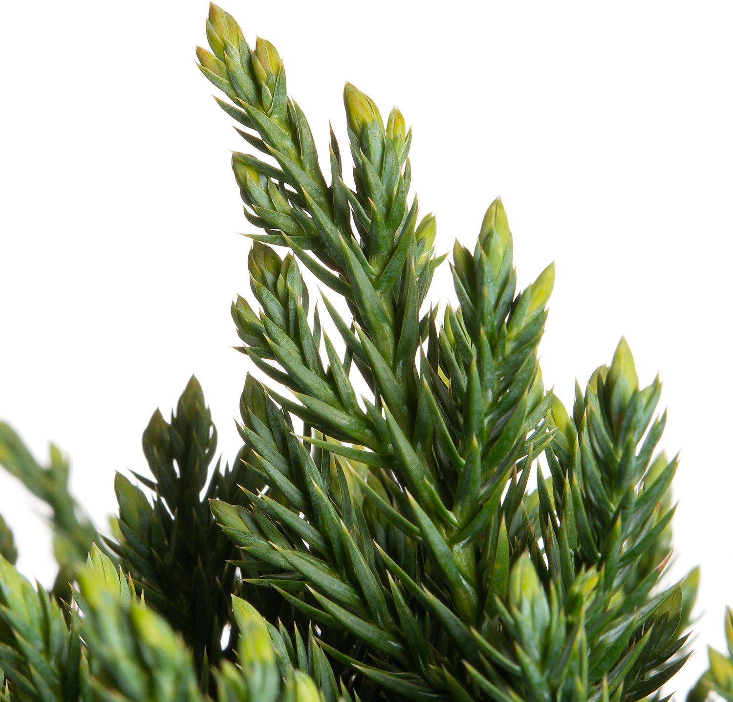 Jeneverbes (Juniperus squamata 'Blue Carpet') D 17 H 20 cm
