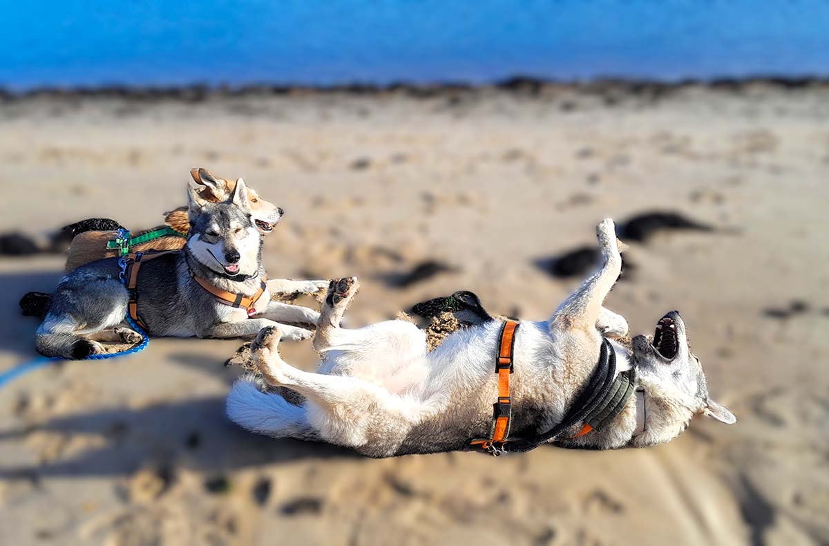 Wolfhundekuschelstunde Büren
